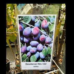 Besztercei szilva (prunus domestica ‘besztercei’)