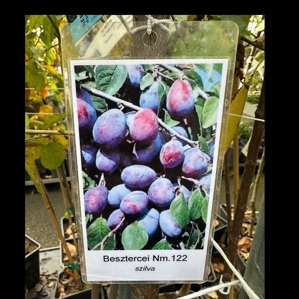 Besztercei szilva (prunus domestica ‘besztercei’)