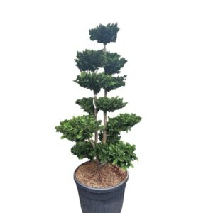 Japán hamisciprus (chamaecyparis obtusa ‘Teddy Bear’)