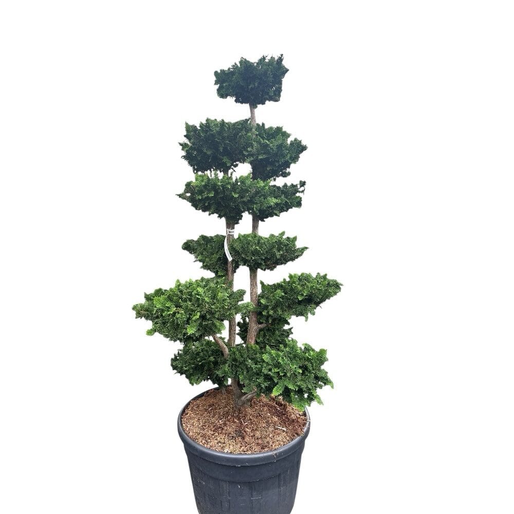 Japán hamisciprus (chamaecyparis obtusa ‘Teddy Bear’)