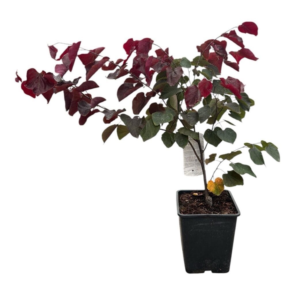 Júdásfa (cercis canadensis ‘Forest Pansy’)