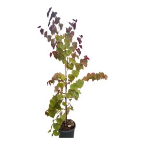 Júdásfa (cercis canadensis ‘Eternal Flame’)