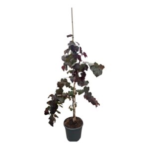 Júdásfa (cercis canadensis ‘Ruby Falls’)