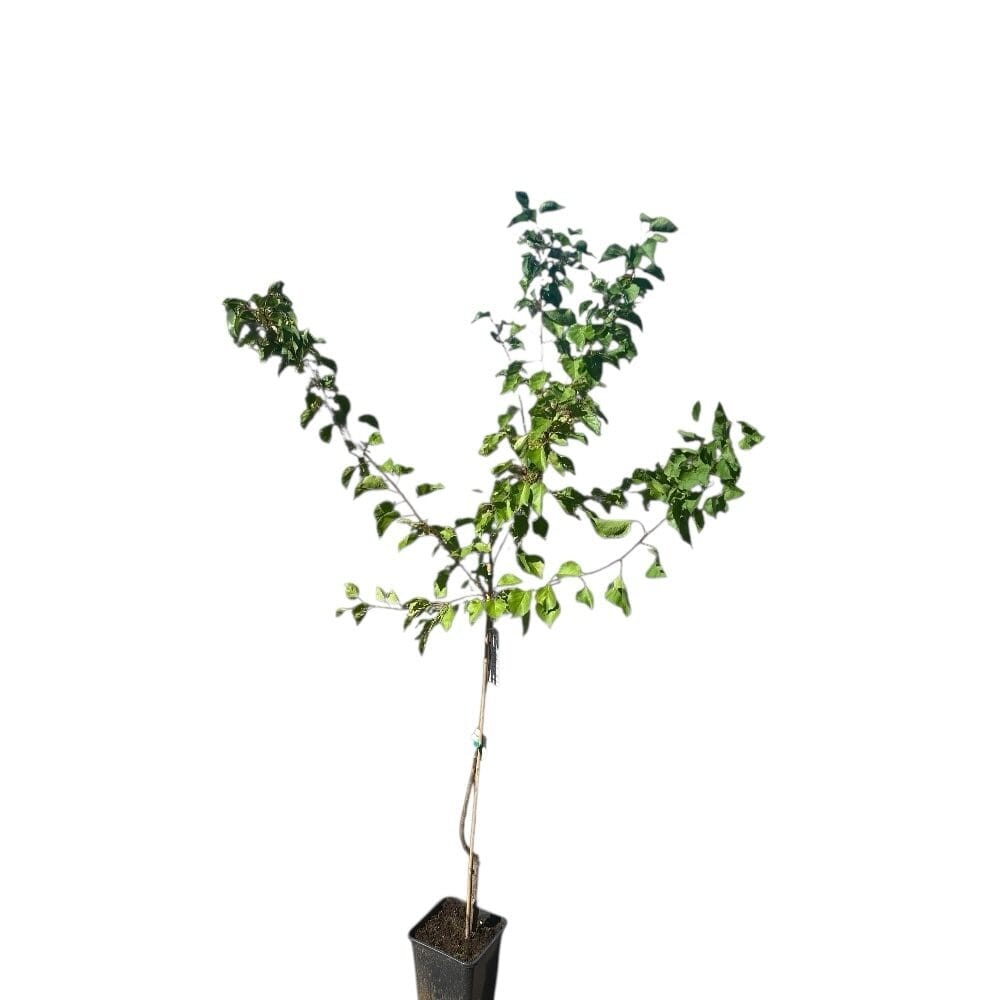 Ceglédi óriás kajszi (prunus armeniaca ‘ceglédi óriás’)