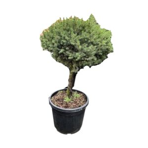 Oszlopos japán szilvafenyő ‘Fastigiata’ (Cephalotaxus harringtonia ‘Fastigiata’)