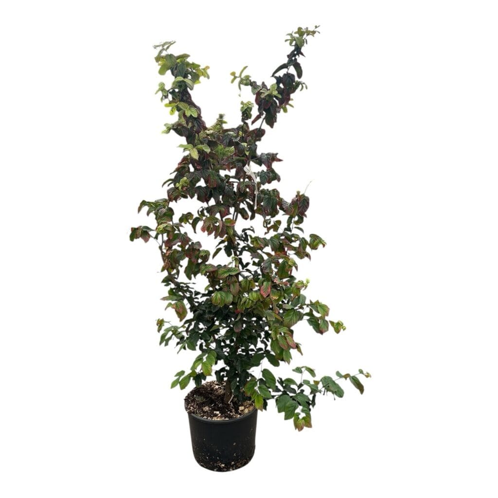 Perzsa varázsfa (parrotia persica ‘Bella’)