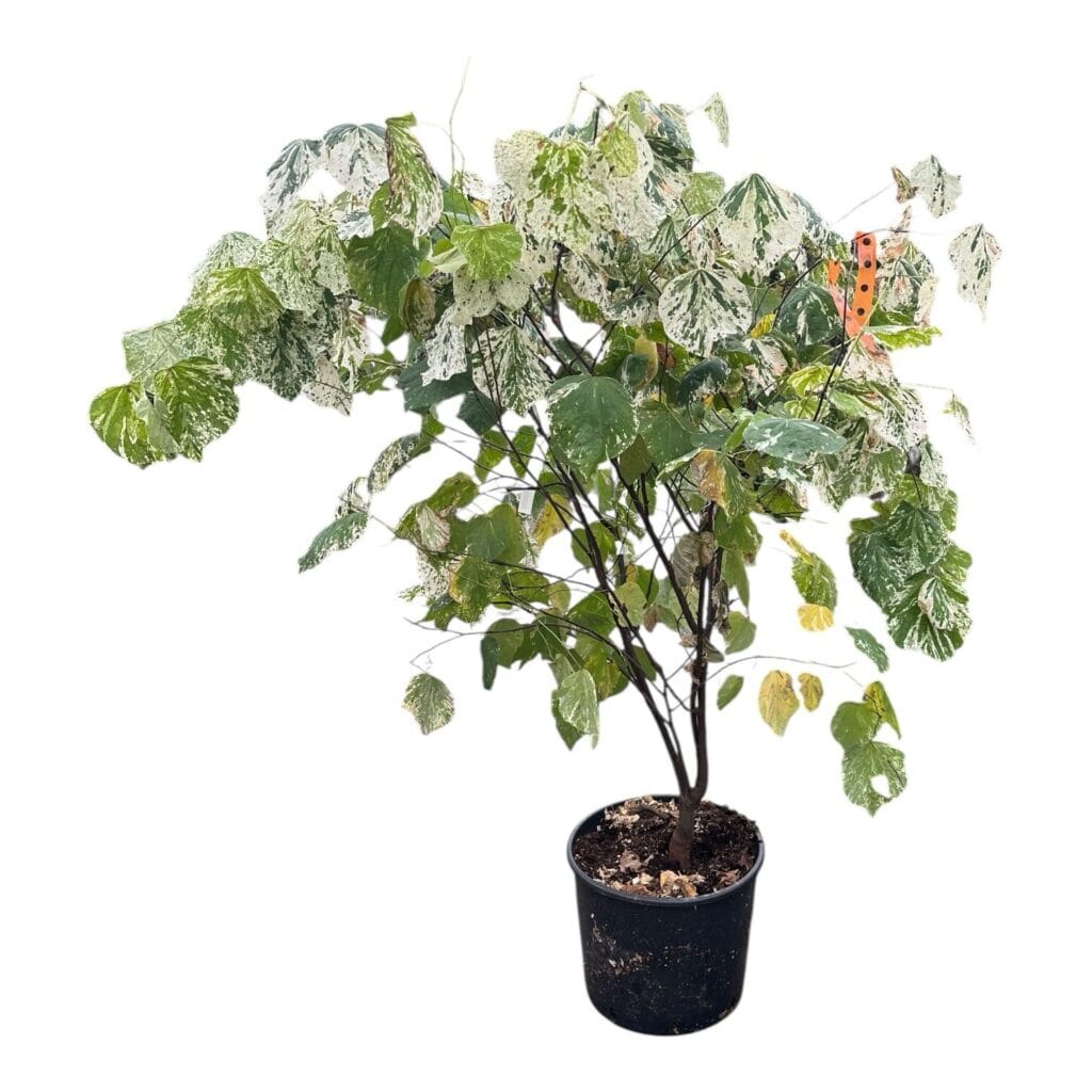 Júdásfa (cercis canadensis ‘Alley Cat’)