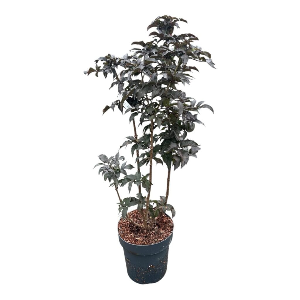 Fekete bodza (sambucus nigra ‘Black Tower’)