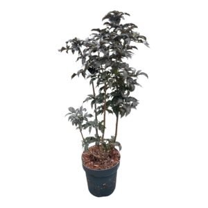 Fekete bodza (sambucus nigra ‘Black Tower’)