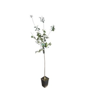 Besztercei szilva (prunus domestica ‘besztercei’)