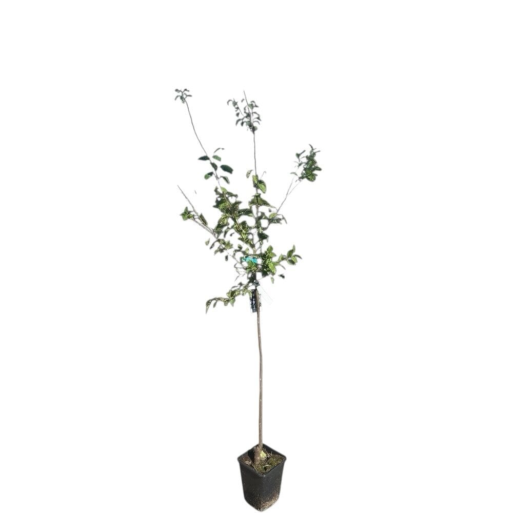 Besztercei szilva (prunus domestica ‘besztercei’)