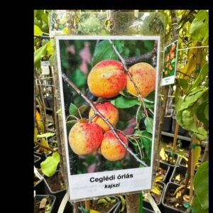 Ceglédi óriás kajszi (prunus armeniaca ‘ceglédi óriás’)
