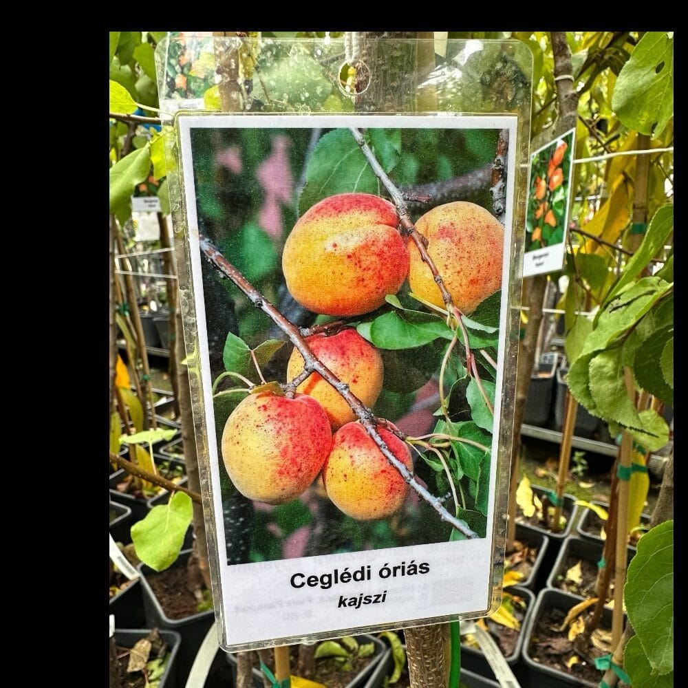 Ceglédi óriás kajszi (prunus armeniaca ‘ceglédi óriás’)