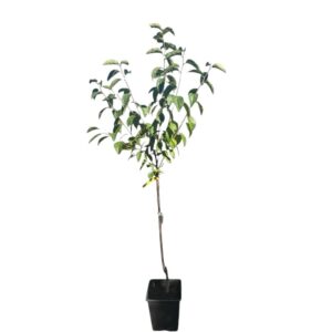 Tipo datolyaszilva (diospyros kaki ‘tipo’)