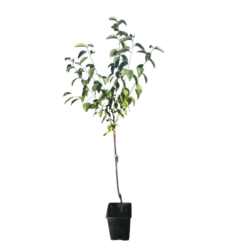 Tipo datolyaszilva (diospyros kaki ‘tipo’)