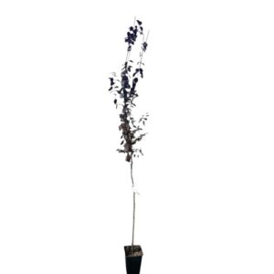 Vérszilva / díszszilva (prunus cerasifera ‘woodii’)