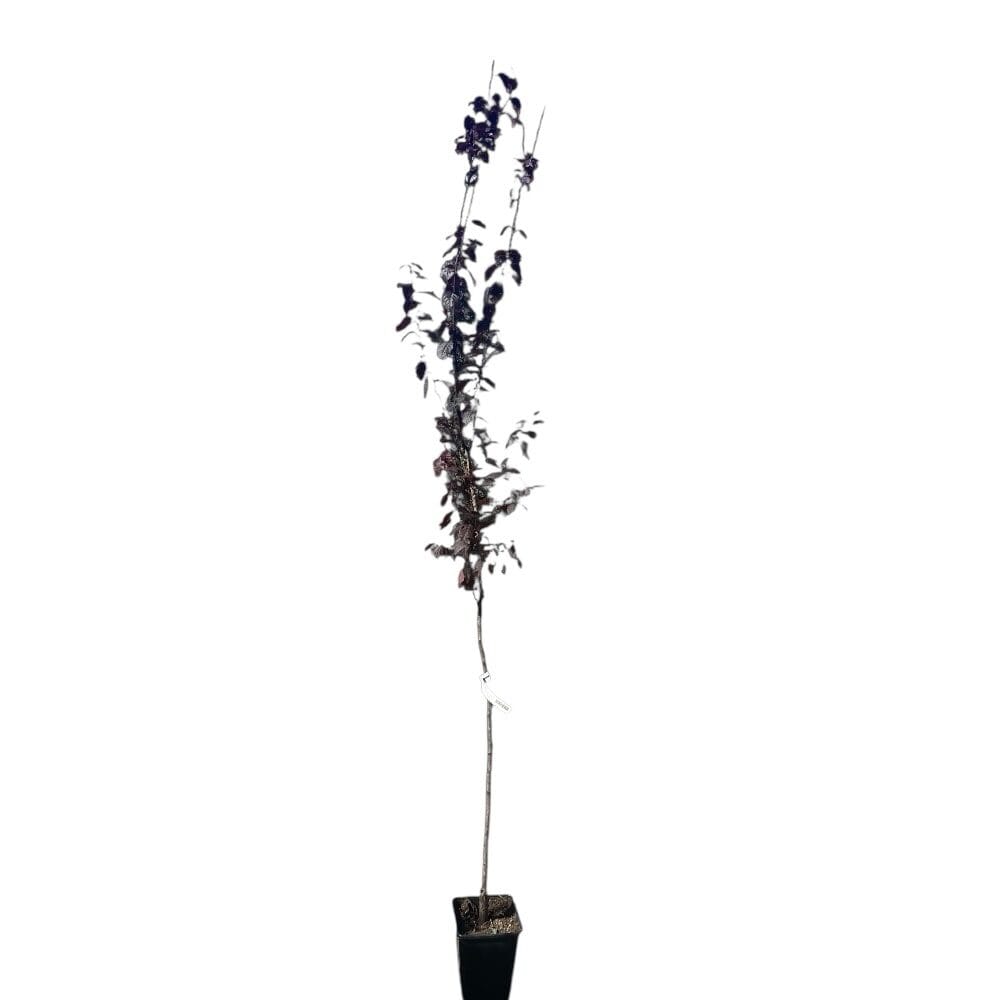 Vérszilva / díszszilva (prunus cerasifera ‘woodii’)