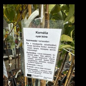 Kornélia körte (pyrus communis ‘kornelia’)