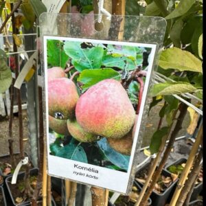 Kornélia körte (pyrus communis ‘kornelia’)