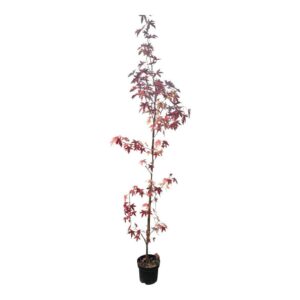 Ámbrafa (liquidambar styraciflua)