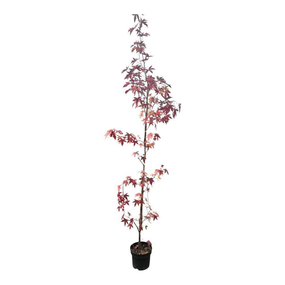 Ámbrafa (liquidambar styraciflua)