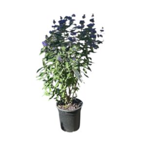 Grand Blue kékszakáll (caryopteris clandonensis ‘grand blue’)