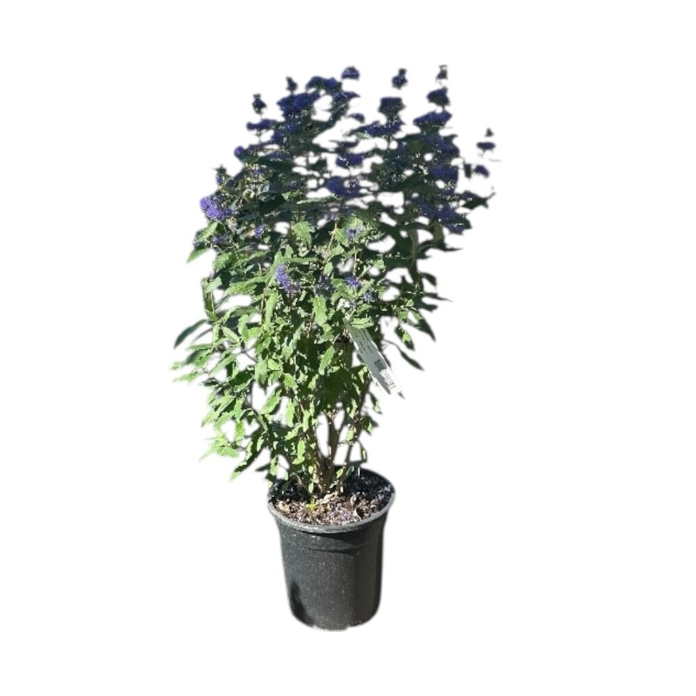 Grand Blue kékszakáll (caryopteris clandonensis ‘grand blue’)