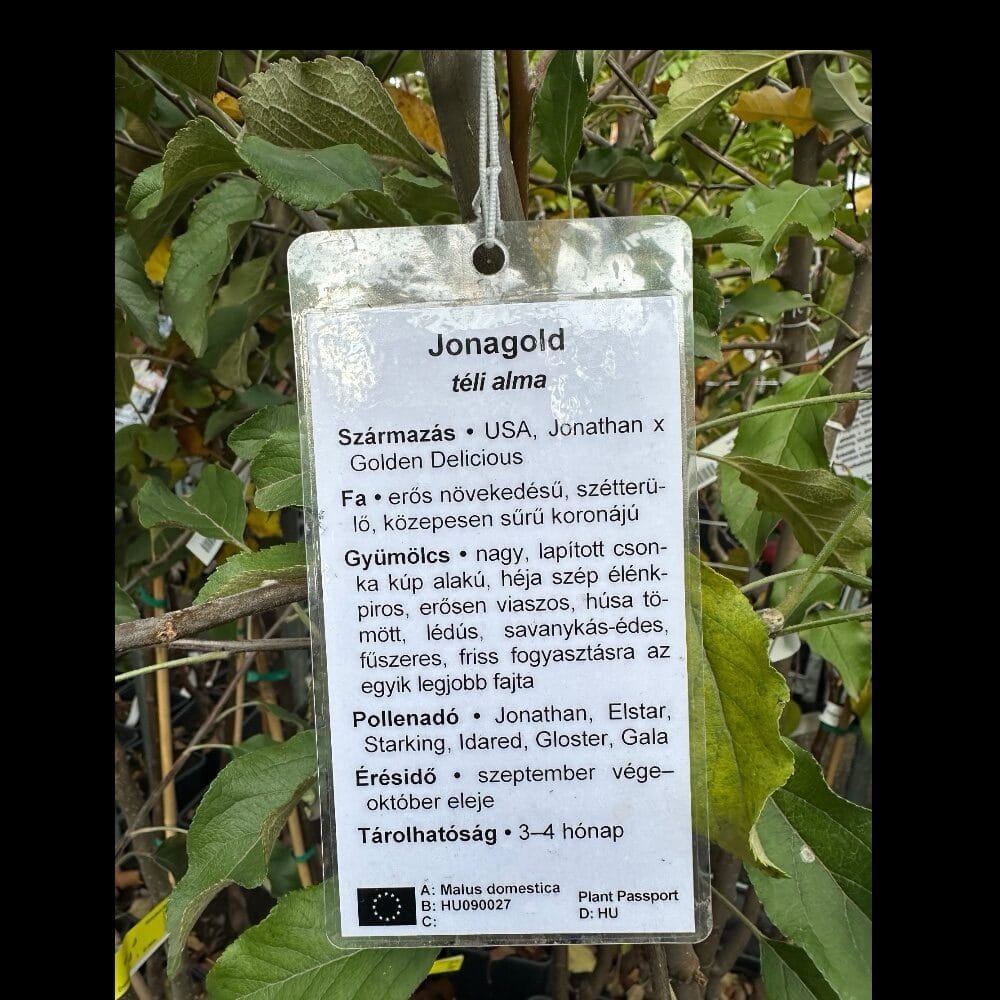 Jonagold alma (malus domestica ‘jonagold’)