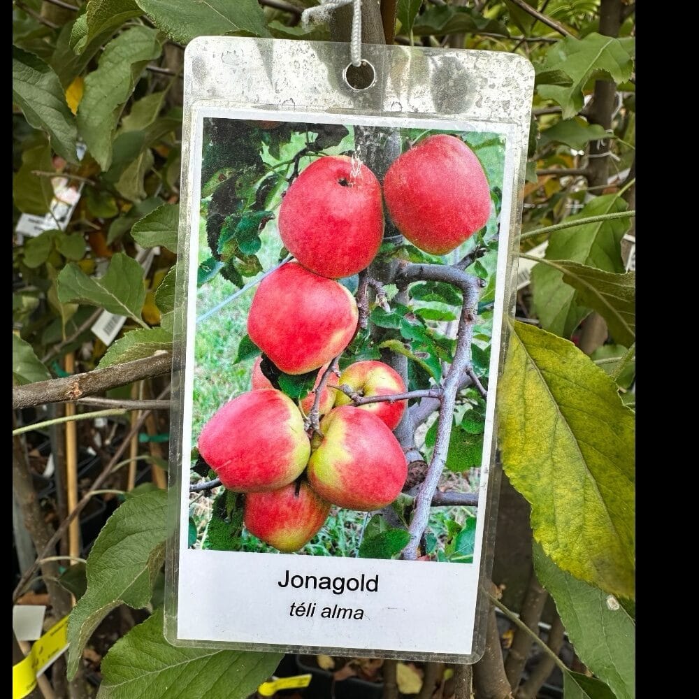 Jonagold alma (malus domestica ‘jonagold’)