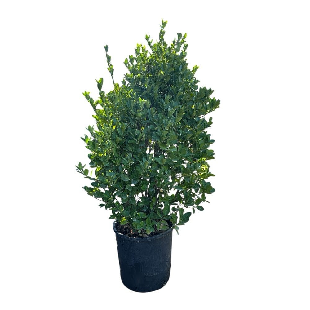 Japán kecskerágó (euonymus japonicus)