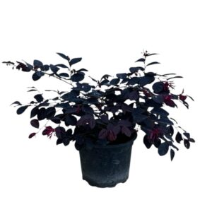 Bíbor rojtosvirág (Loropetalum chinense ‘Black Pearl’)