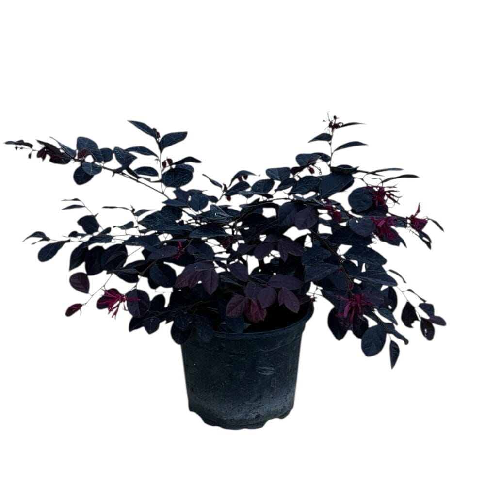 Bíbor rojtosvirág (Loropetalum chinense ‘Black Pearl’)