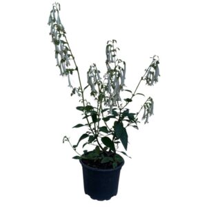 Fehér folyóharang (phygelius colorburst ‘fehér’)