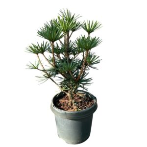 Japán ernyőfenyő (sciadopitys verticillata ‘green diamond’)