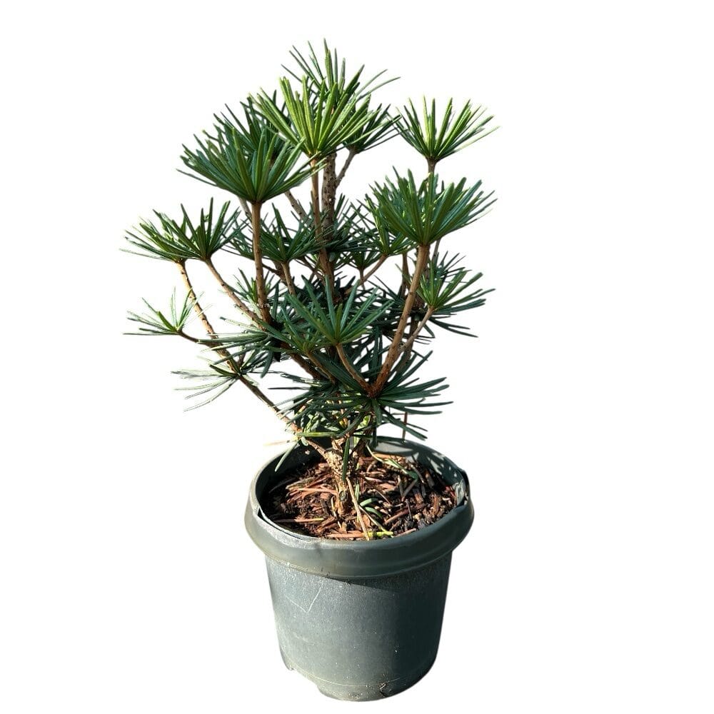 Japán ernyőfenyő (sciadopitys verticillata ‘green diamond’)