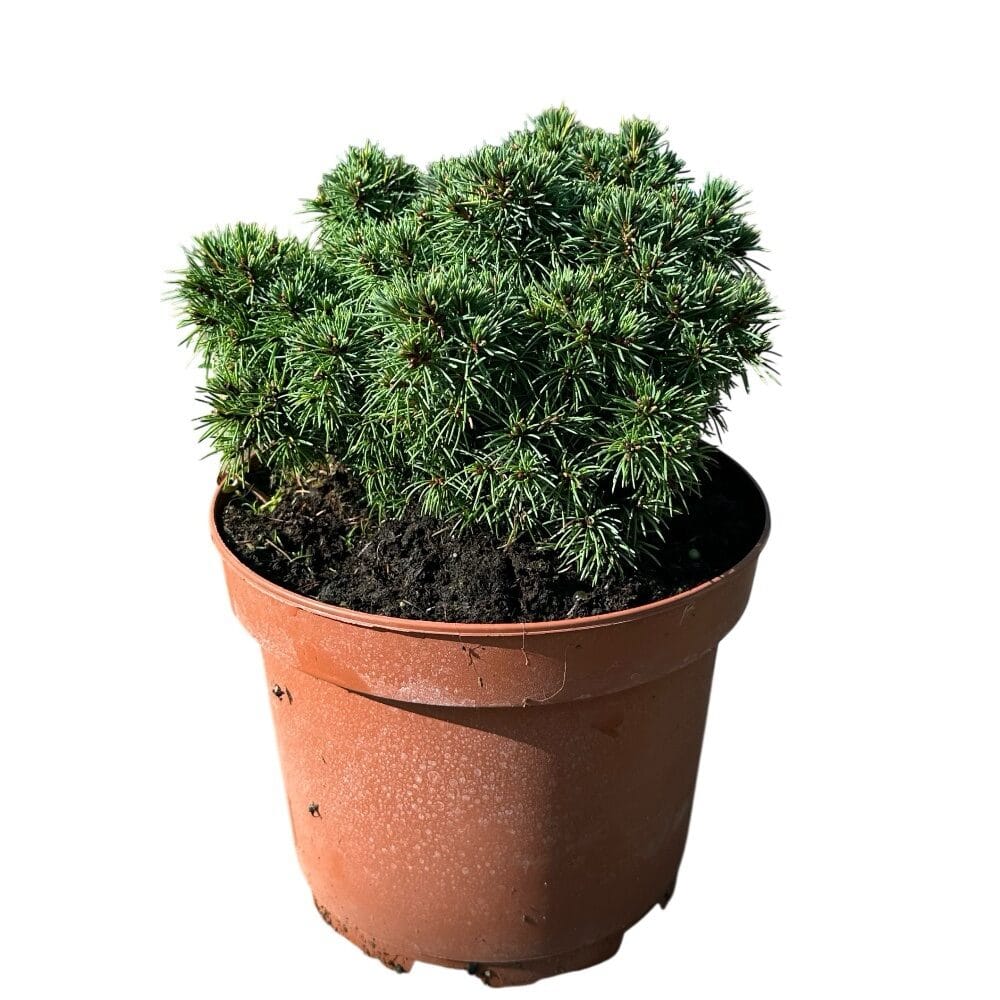 Fehér luc (picea glauca ‘alberta globe’)