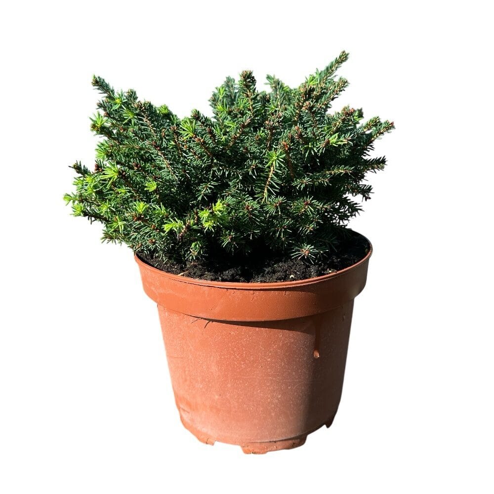 Közönséges luc (picea abies ‘little gem’)