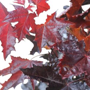 Vörös levelű juhar (acer platanoides ‘rimson King’)