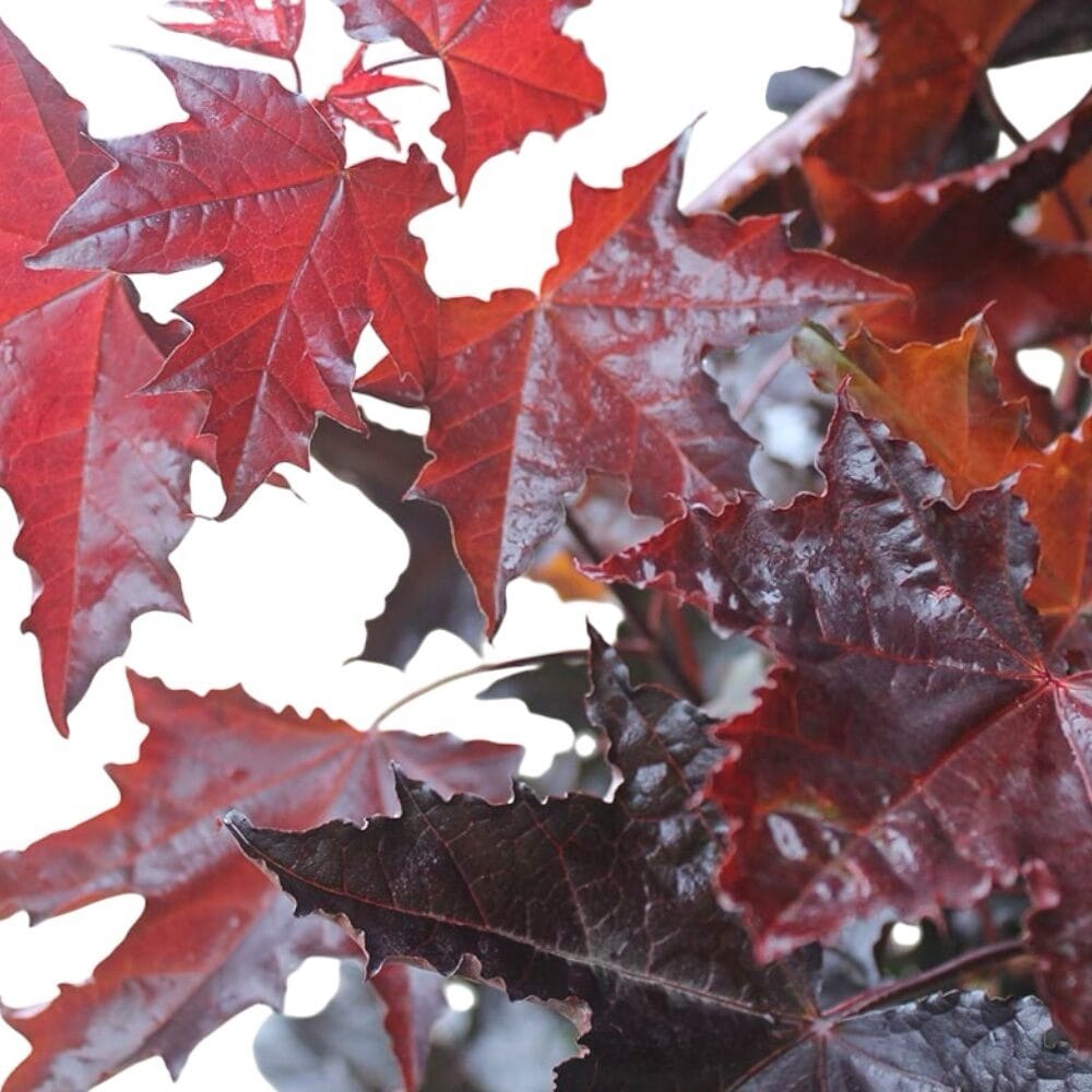 Vörös levelű juhar (acer platanoides ‘rimson King’)