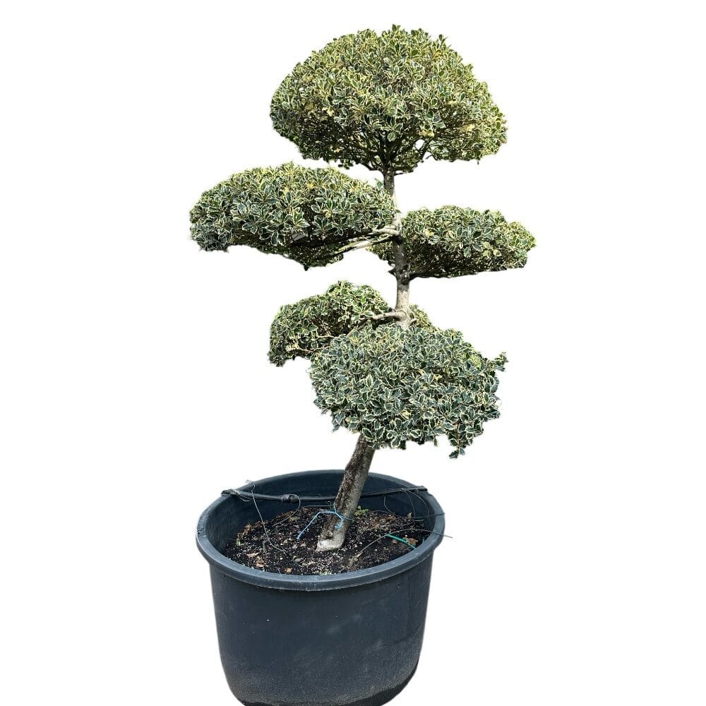 Tarka levelű magyal (ilex aquifolium ‘silver queen’)