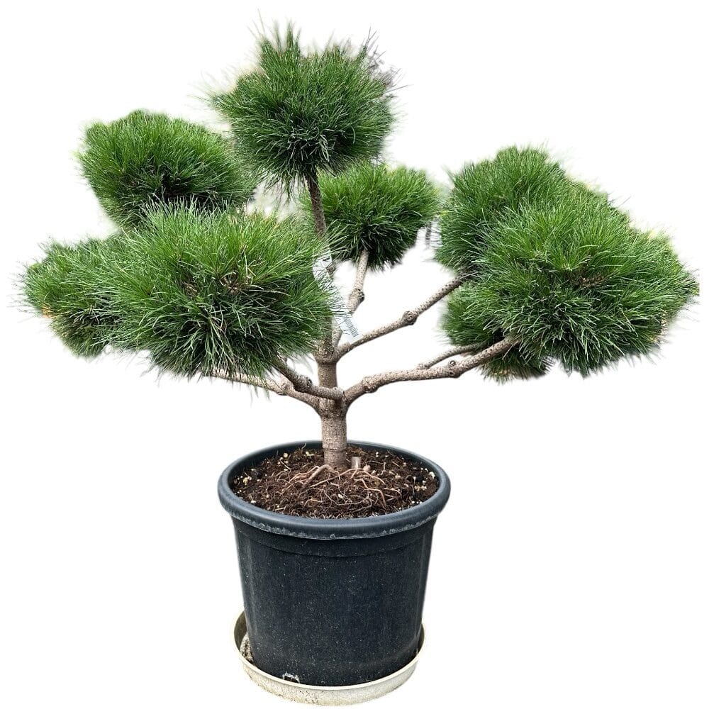 Feketefenyő (pinus nigra ‘brepo’)
