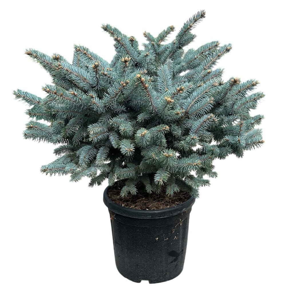 Törzses gömb ezüstfenyő (Picea pungens ‘Glauca Globosa’)