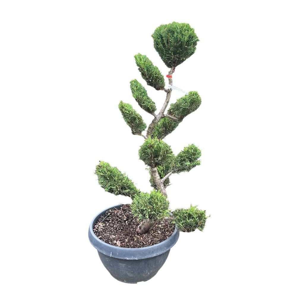 Leylandi ciprus (cupressocyparis leylandii)