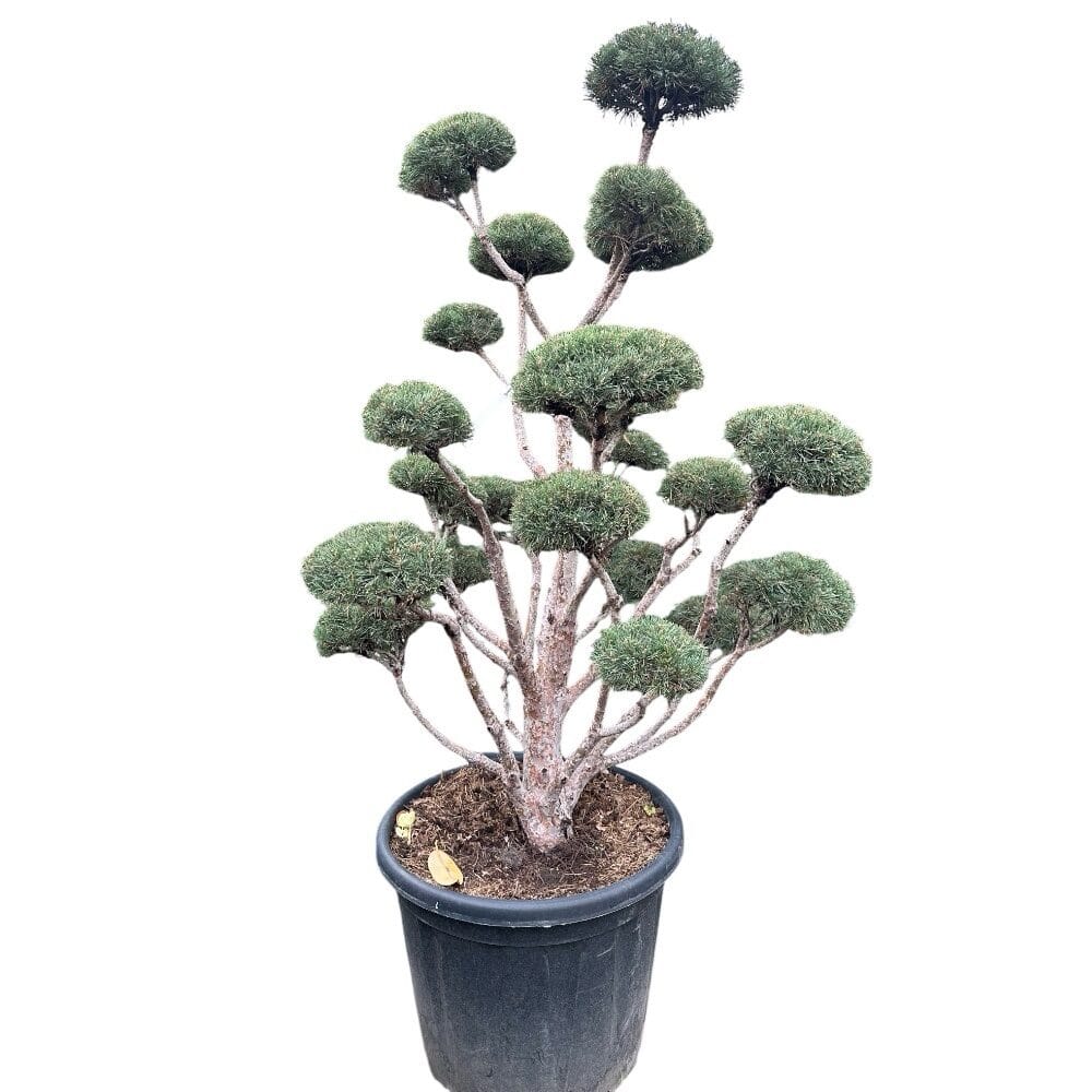 Erdeifenyő (pinus sylvestris ‘watereri’)