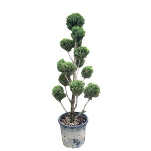 Pom-pon arany leylandi ciprus (Cupressocyparis leylandii ‘Castlewellan Gold’)