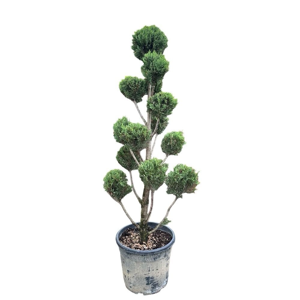 Pom-pon arany leylandi ciprus (Cupressocyparis leylandii ‘Castlewellan Gold’)