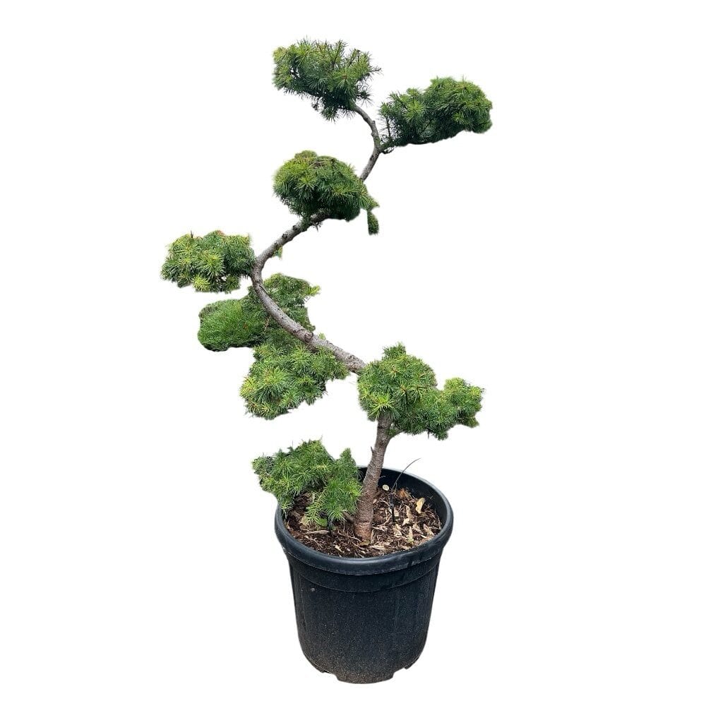 Japán vörösfenyő (larix kaempferi)