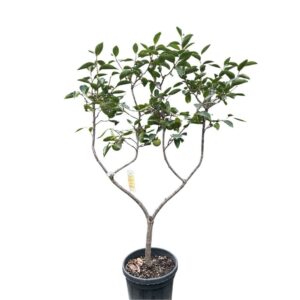Kaki szilva U-formájú (diospyros kaki ‘tipo’)