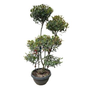 Vörös korallberkenye pom-pon (photinia fraseri ‘carre rouge’)