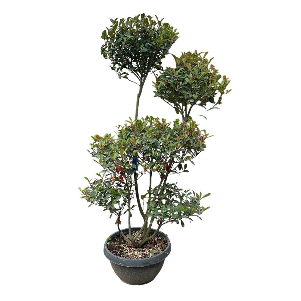 Vörös korallberkenye pom-pon (photinia fraseri ‘carre rouge’)